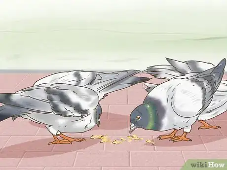 Image titled Use the Widowhood System to Train Homing Pigeons Step 3