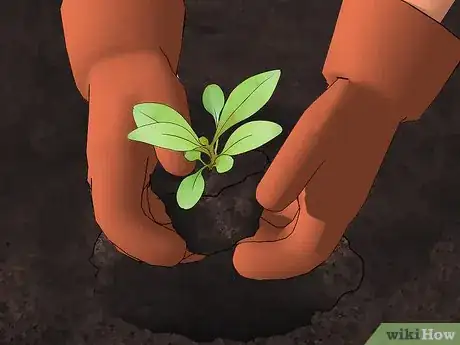 Image titled Grow Gaura Step 10