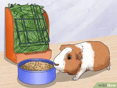 Image titled Keep Your Guinea Pigs Healthy Step 12