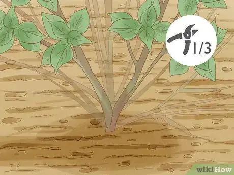 Image titled Prune Lacecap Hydrangeas Step 9