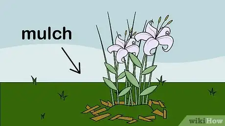 Image titled Grow Alstroemeria Step 10