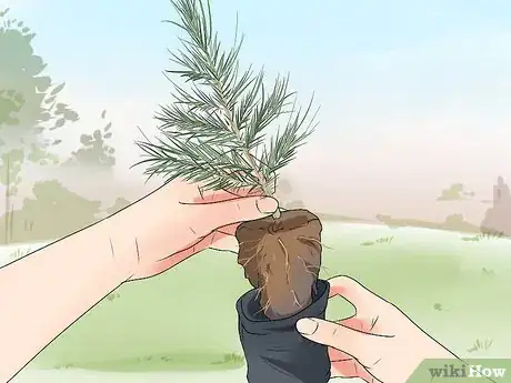 Image titled Plant Cedar Trees Step 8