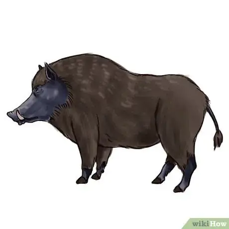 Image titled Boar Intro