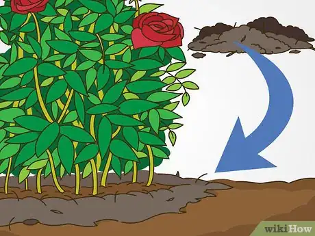 Image titled Maintain Roses Step 2