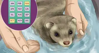 Care for a Ferret