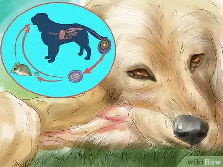 Image titled Prevent Ascarids in Dogs Step 5