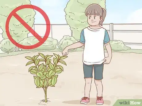 Image titled Grow Ruscus Step 7