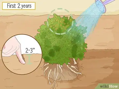 Image titled Grow Boxwood Shrubs Step 16