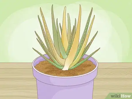 Image titled Why Does Your Aloe Plant Stink Step 4
