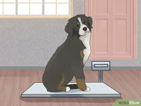 Image titled Care for Bernese Mountain Dogs Step 5