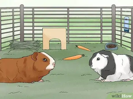 Image titled Choose a Guinea Pig for Breeding Step 16