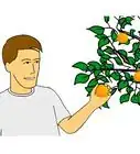 Grow Citrus Fruits