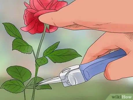 Image titled Grow Roses in Containers Step 15