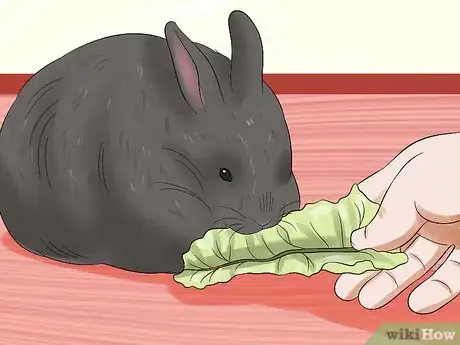 Image titled Care for Jersey Wooly Rabbits Step 12