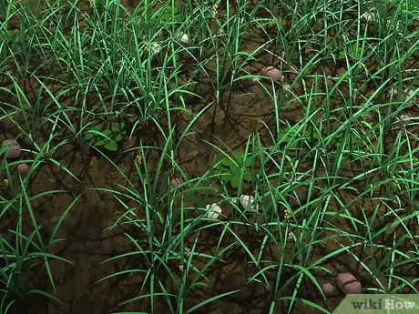 Image titled Root Out Thistles Step 16
