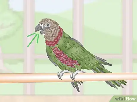 Image titled Know if a Hawk‐Headed Parrot Is Right for You Step 3