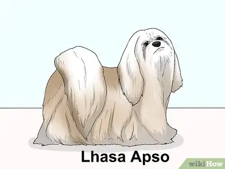 Image titled Identify a Pekingese Step 18