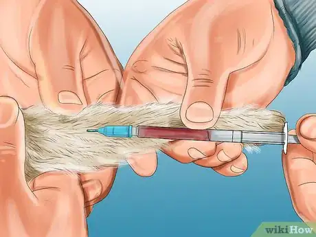 Image titled Diagnose and Treat Feline Toxoplasmosis Step 6