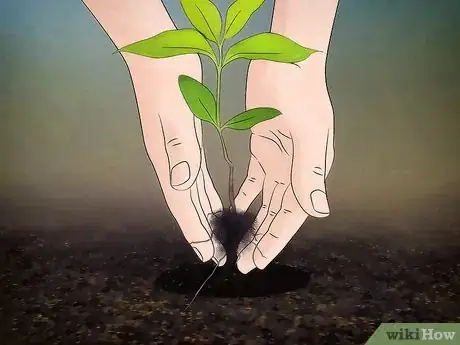 Image titled Grow Flowering Dogwood Step 9