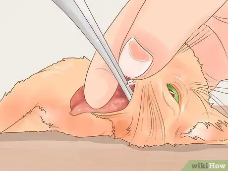 Image titled Adopt a Pair of Kittens Step 8