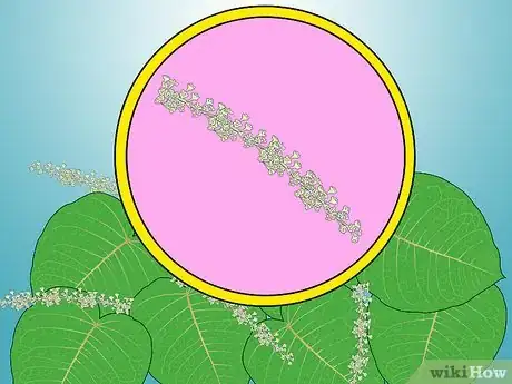 Image titled Identify Knotweed Step 24