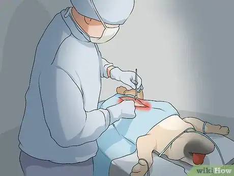 Image titled Live with a Dog with a High Prey Drive Step 1