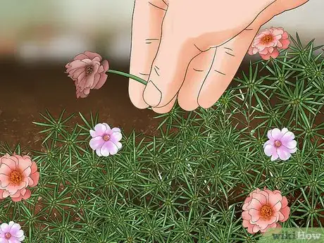 Image titled Grow Moss Rose Step 21