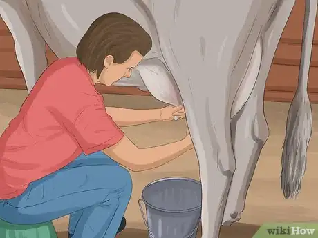 Image titled Identify Guernsey Cattle Step 5