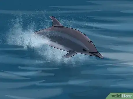 Image titled Identify a New Zealand Dolphin Step 8