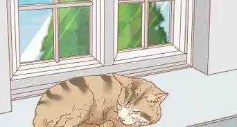 Protect Cats During Winter