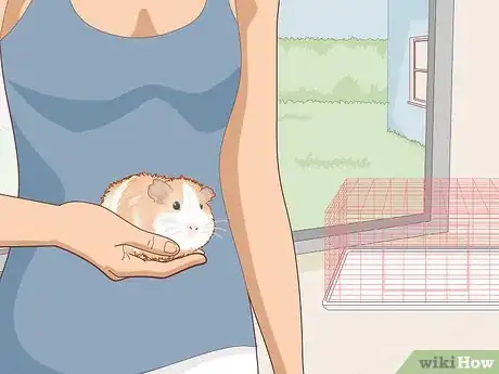 Image titled Care for an Outdoor Guinea Pig Step 1