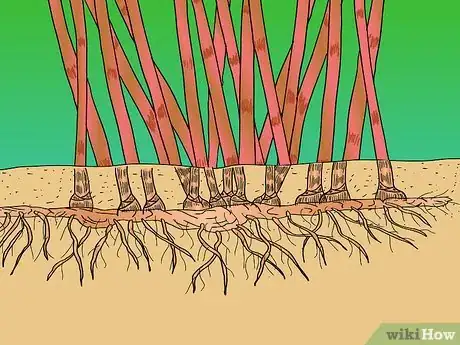 Image titled Identify Knotweed Step 23