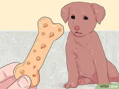 Image titled Look After Your First Puppy Step 6