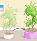 Care for a Dracaena
