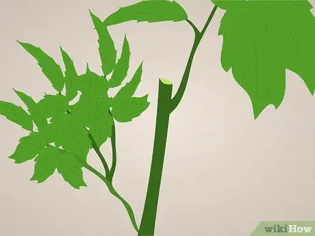 Image titled Prune Tecoma stans Step 1