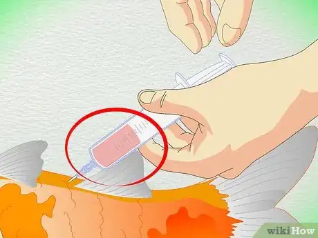 Image titled Draw Blood from an Adult Fish Step 13