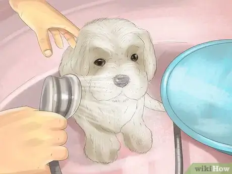 Image titled Prevent Ascarids in Dogs Step 6