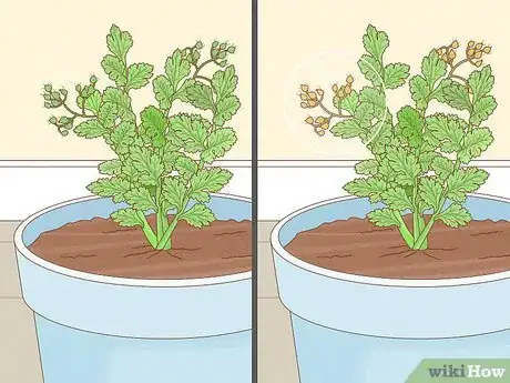 Image titled Pick Coriander Step 8
