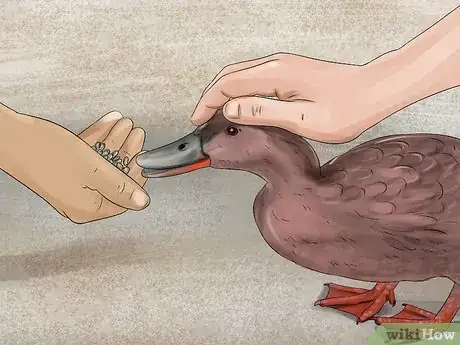 Image titled Train Ducks Step 7