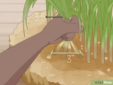 Image titled Divide Overgrown Perennials Step 8