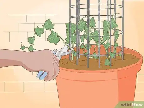 Image titled Grow a Topiary Step 21