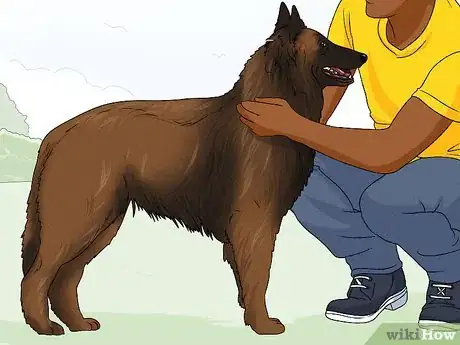 Image titled Identify a Belgian Sheepdog Step 7