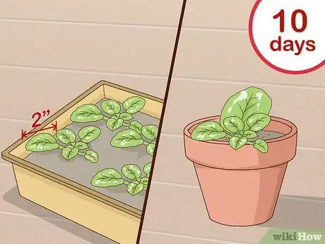Image titled Grow African Violets Step 4