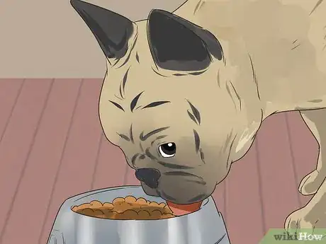 Image titled Treat Urinary Tract Problems in Dogs Step 10