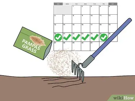 Image titled Grow Pampas Grass Step 04