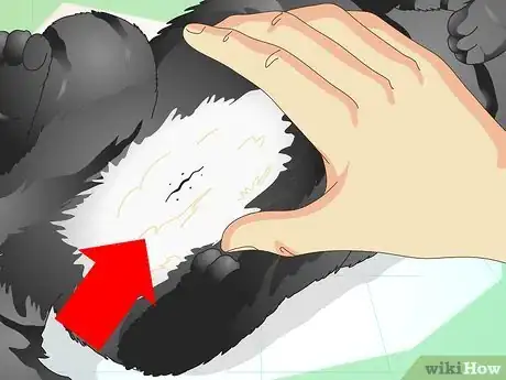 Image titled Tell If a Cat Is Neutered Step 7