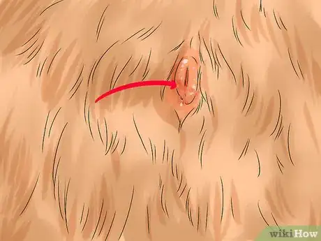 Image titled Prevent a Dog and Cat Tapeworm Infection (Dipylidium Infection) Step 13