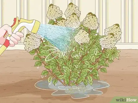 Image titled Care for Limelight Hydrangeas Step 18