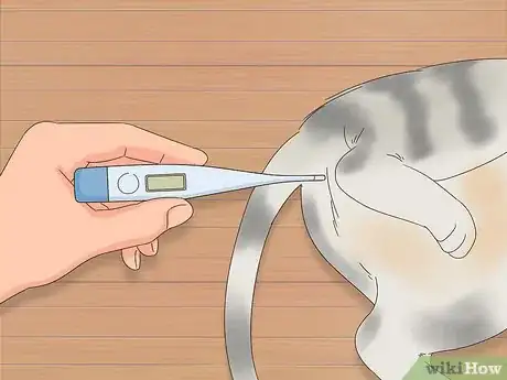 Image titled Diagnose and Treat Frostbite in Cats Step 5