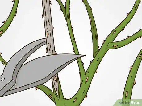 Image titled Maintain Roses Step 9